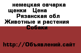 немецкая овчарка щенки › Цена ­ 10 000 - Рязанская обл. Животные и растения » Собаки   